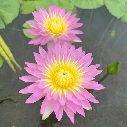 🌺 GFOUK™ The Sacred Bonsai Bowl Lotus Flower🌸